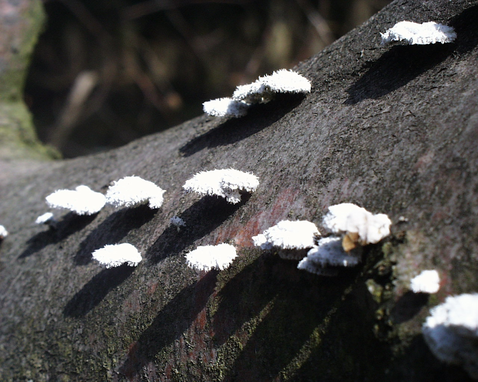 Ansicht1  Rebgeshain