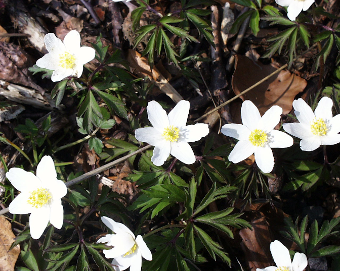 Ansicht2  Rebgeshain