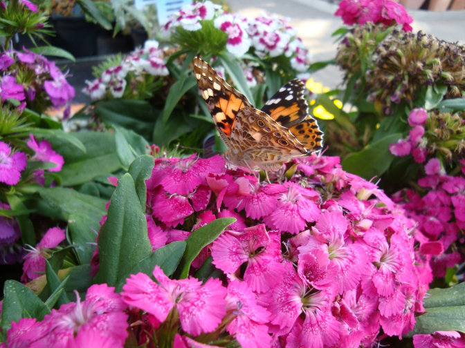 Ansicht12  Rebgeshain