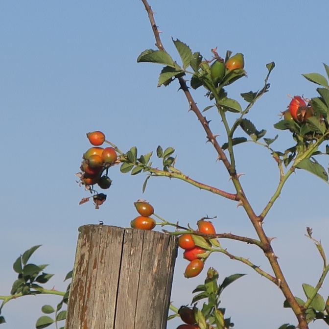 Ansicht20  Rebgeshain